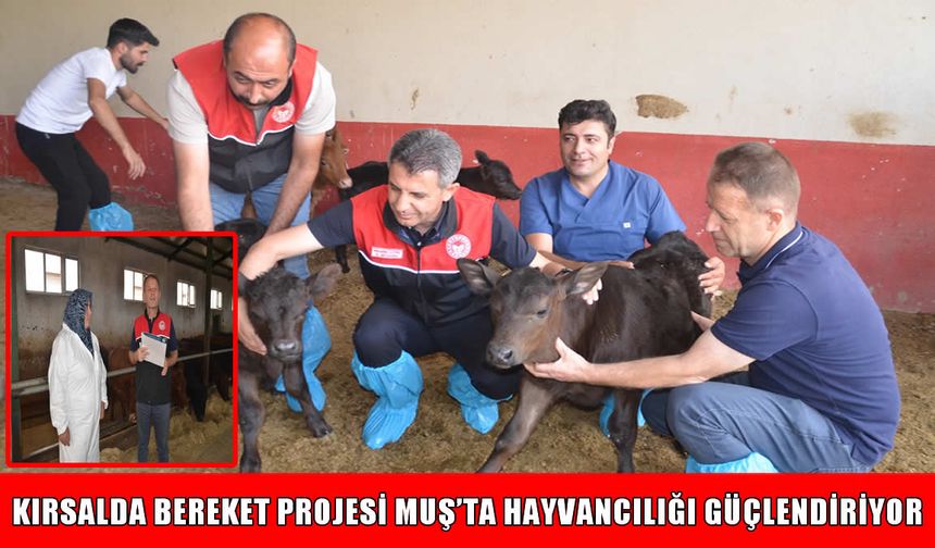 Muş’ta 1300 gebe büyükbaş hayvan dağıtımı başladı: Masrafları bakanlık karşılıyor