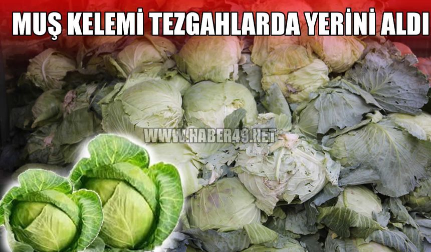 "Muş kelemi" tezgahlarda: Fiyatı cep yakıyor!