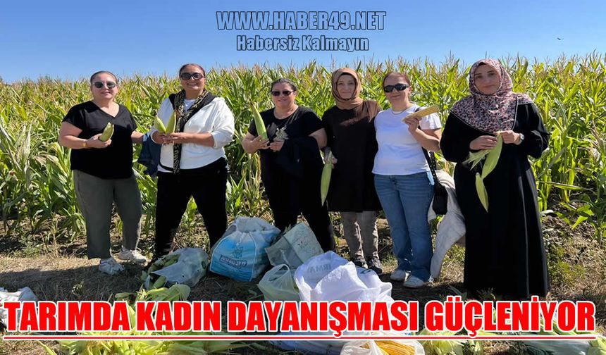 Muş’ta kadın girişimciler mısır hasadında buluştu