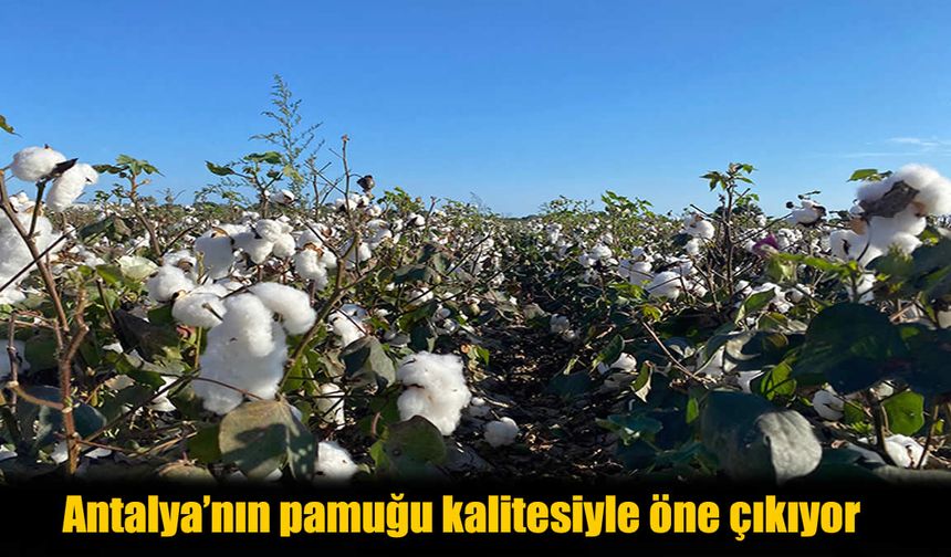 Antalya’da “beyaz altın” yeniden parlıyor