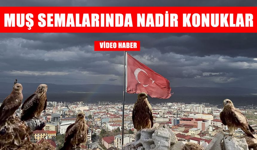 Muş’ta 'kara çaylak'lar yeniden görüldü
