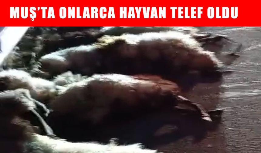 Muş’ta otomobil sürüye çarptı, onlarca koyun telef oldu