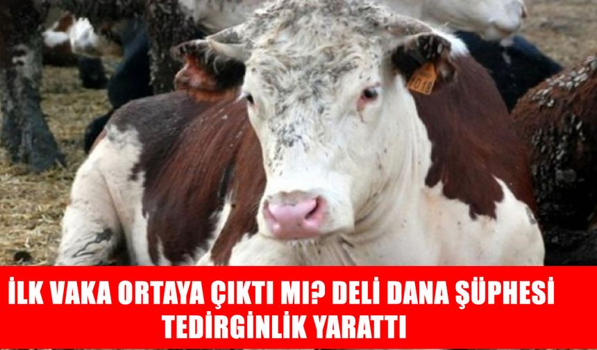 Beyni süngere çeviren hastalık Türkiye’yi alarma geçirdi: Bolu’da ‘deli dana’ şüphesi