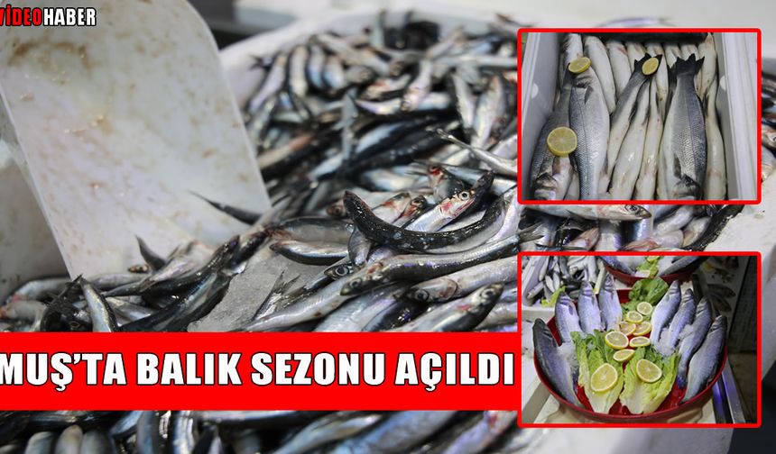 Muş'ta balık sezonu açıldı, talep patladı! İşte güncel fiyatlar...