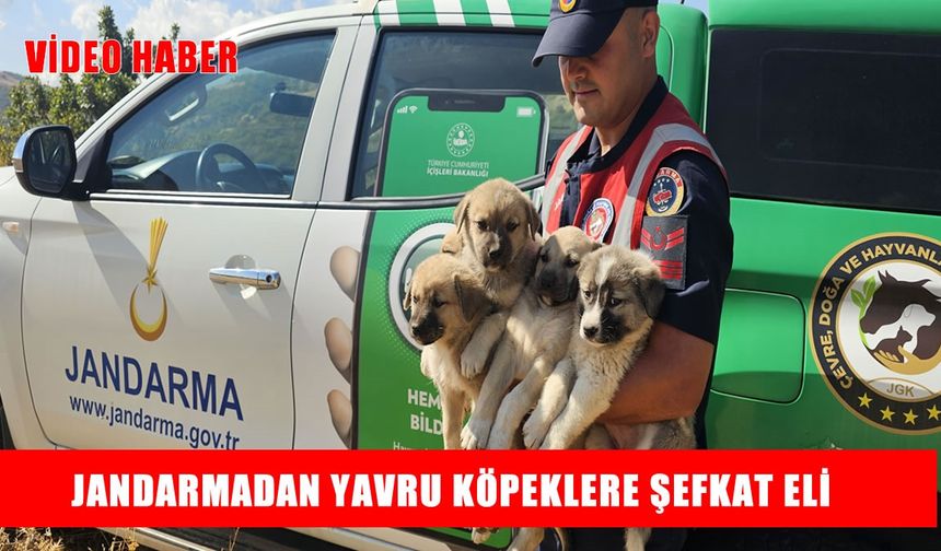 Muş’ta ormanlık alana terk edilen köpek yavruları kurtarıldı