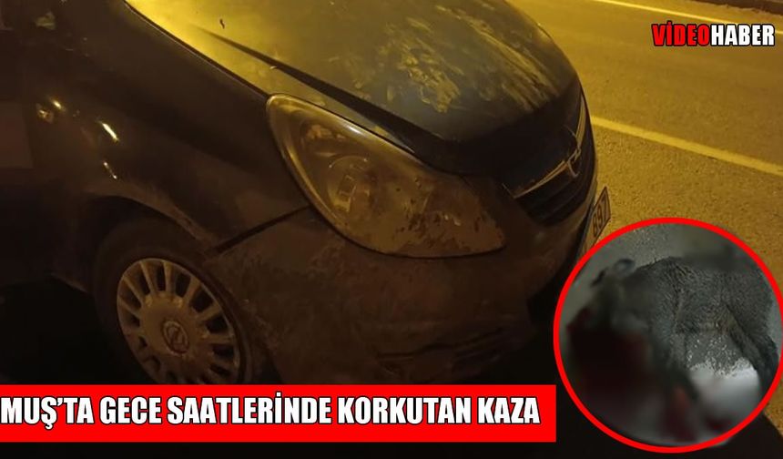 Muş’ta gece saatlerinde korkutan kaza: Otomobil domuza çarptı
