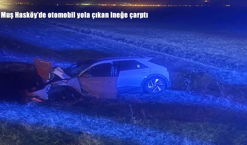 Muş Hasköy’de otomobil yola çıkan ineğe çarptı