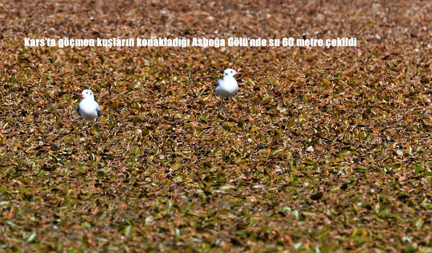 Kars'ta göçmen kuşların konakladığı Asboğa Gölü'nde su 60 metre çekildi