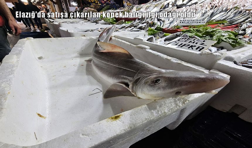 Elazığ'da satışa çıkarılan köpek balığı ilgi odağı oldu