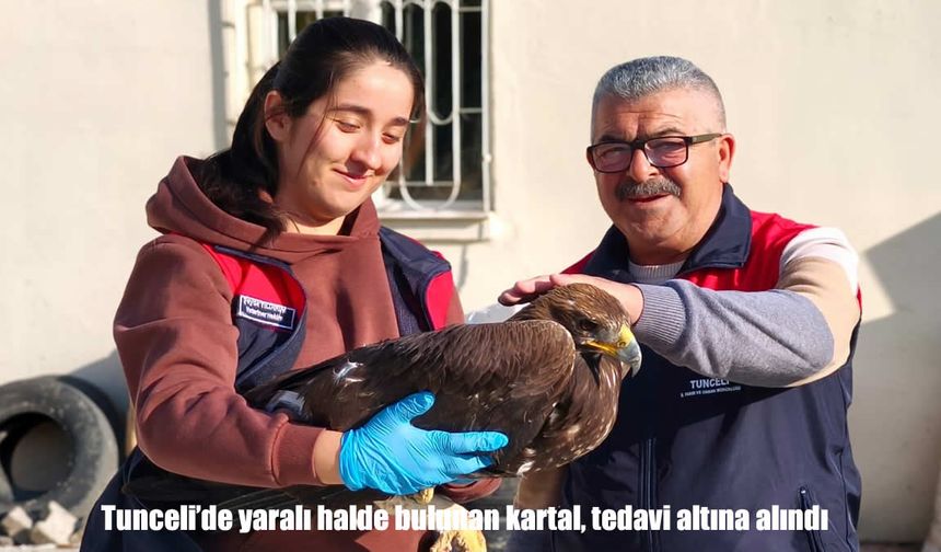 Tunceli'de yaralı halde bulunan kartal, tedavi altına alındı