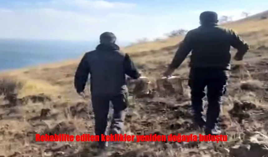 Rehabilite Edilen Keklikler Yeniden Doğada