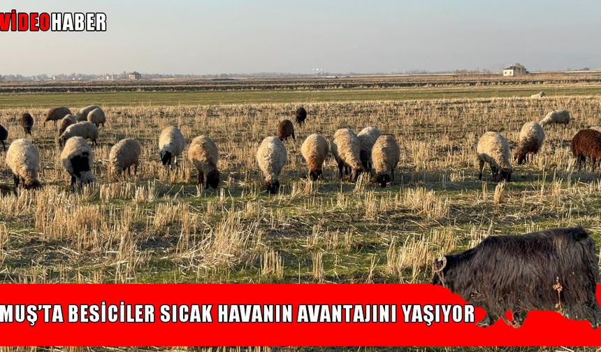 Muş’ta sıcak hava besicilerin yüzünü güldürdü: "Hem yemden hem de samandan kârdayız"