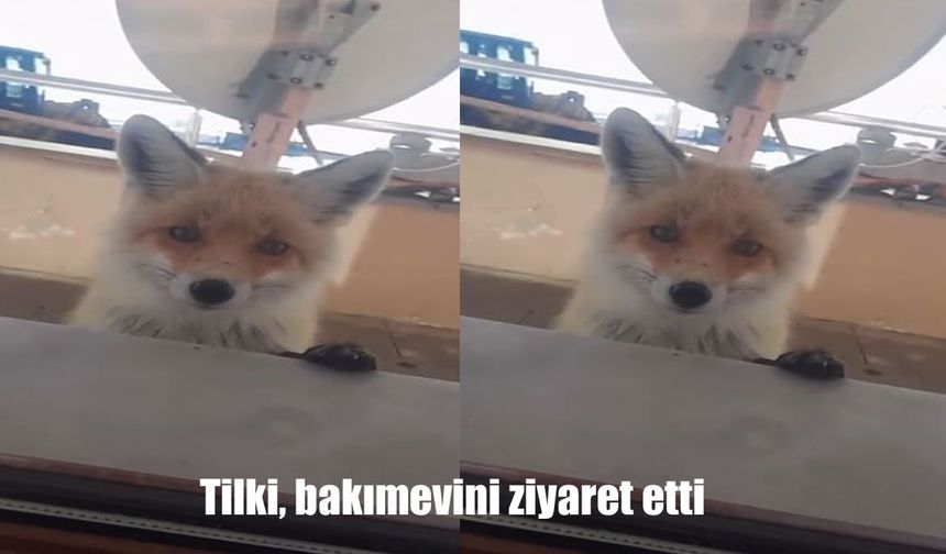 Tilki, bakımevini ziyaret etti