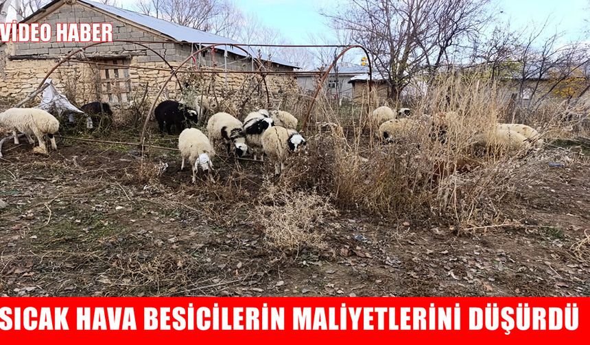 Muş’ta sıcak havalar besicileri sevindirdi: "Bu yıl şanslıyız"