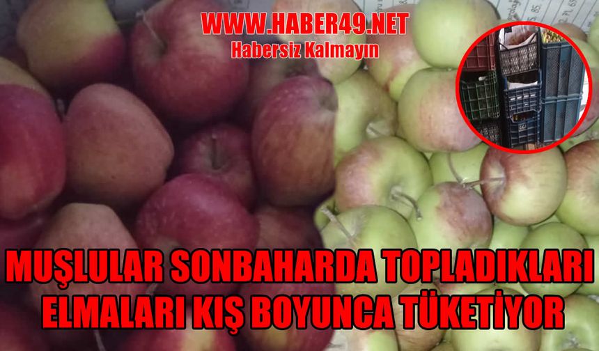 Muş’un organik elmaları kış boyu tazeliğini koruyor