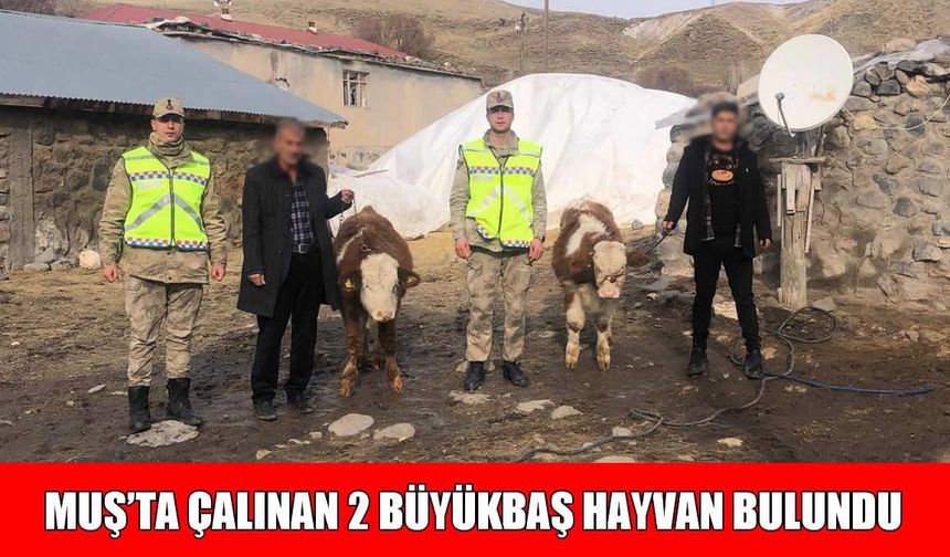 Muş’ta büyükbaş hayvan hırsızlığı