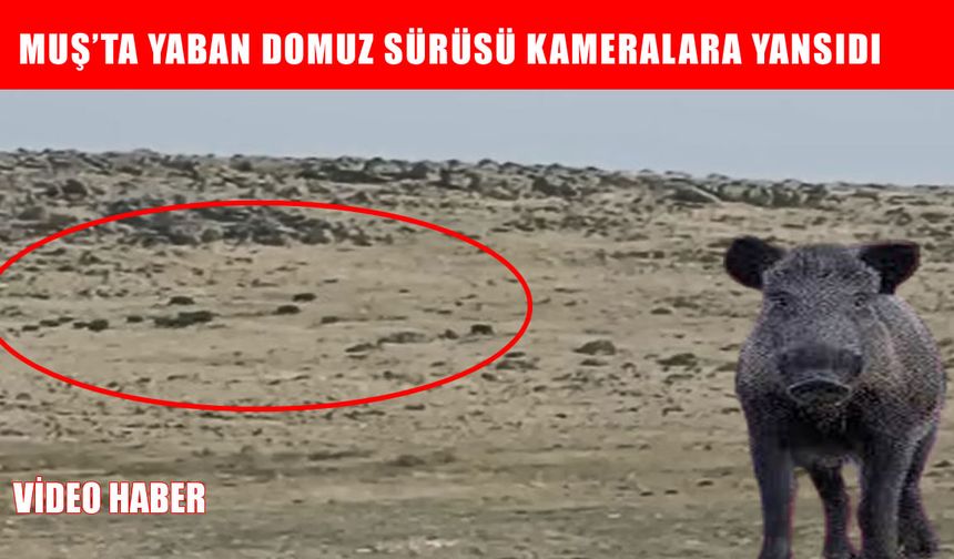 Muş’ta yaban domuzları köye indi
