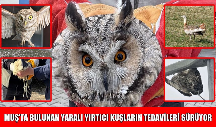 Muş ve çevre illerden Van YYÜ’ye ulaştırılan yırtıcı kuşların tedavisi sürüyor