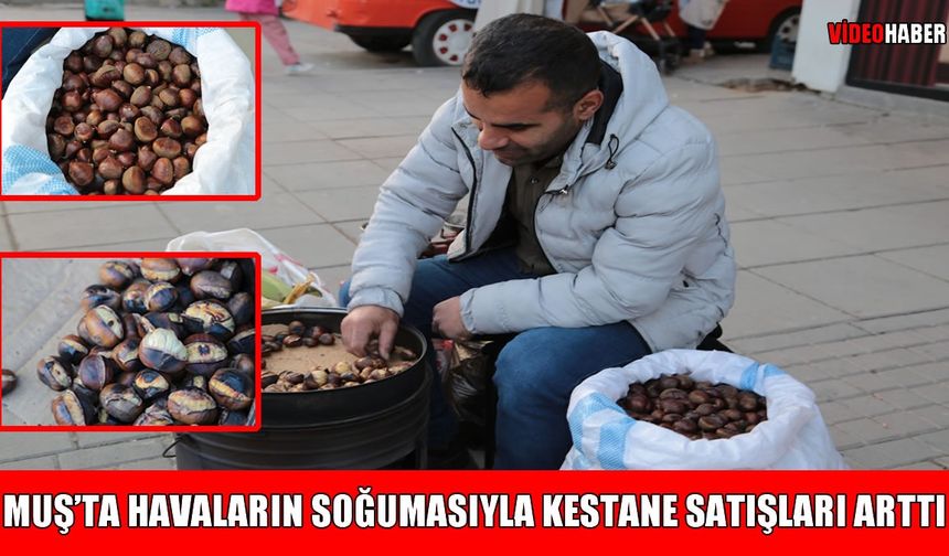 Muş'ta kış mevsiminin vazgeçilmezi kestane, tezgahlarda yerini aldı