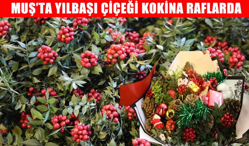 Muş’ta yılbaşı çiçeği kokinaya talep arttı: Şans ve bereket getirdiğine inanılıyor
