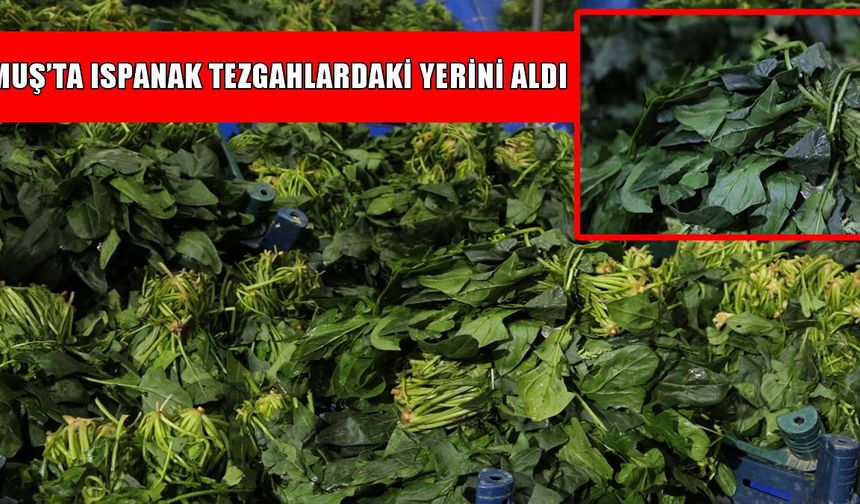 Muş’ta ıspanak satışları başladı