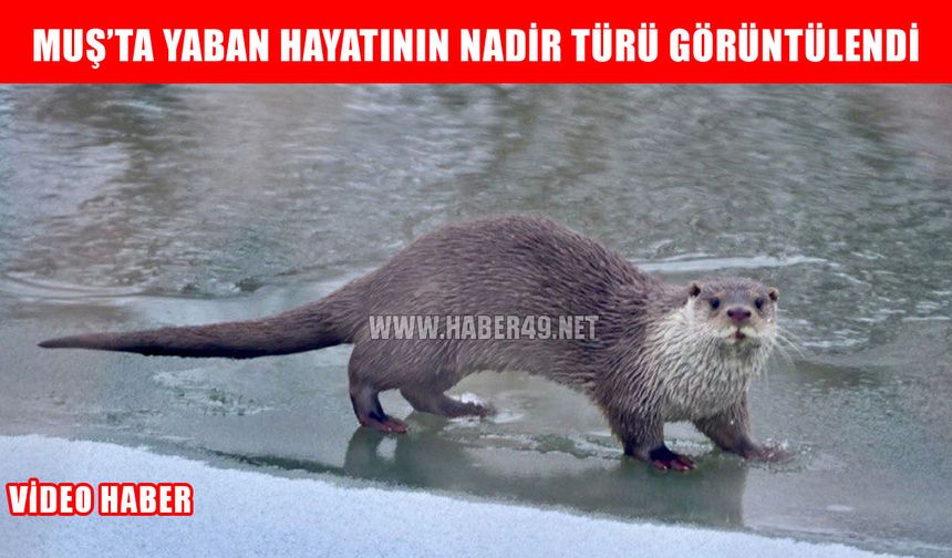 Muş’ta nehir kıyısında su samuru görüntülendi