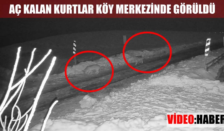 Muş’ta aç kalan kurt sürüsü köye indi: Vatandaşlar tedirgin