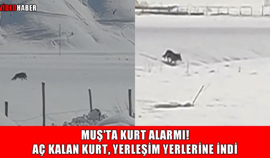 Muş’ta köye inen kurt paniğe neden oldu