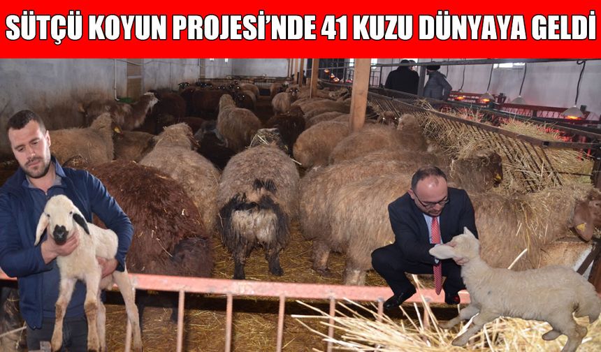 Muş Alparslan Üniversitesi’nde 'Sütçü Koyun' projesi başarıyla ilerliyor: İlk kuzular dünyaya geldi