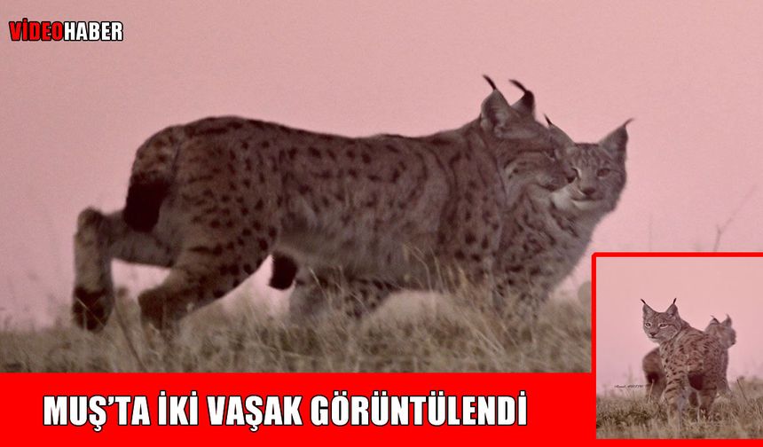 Muş’ta heyecan uyandıran anlar: Nesli tehlike altında olan 2 vaşak görüntülendi
