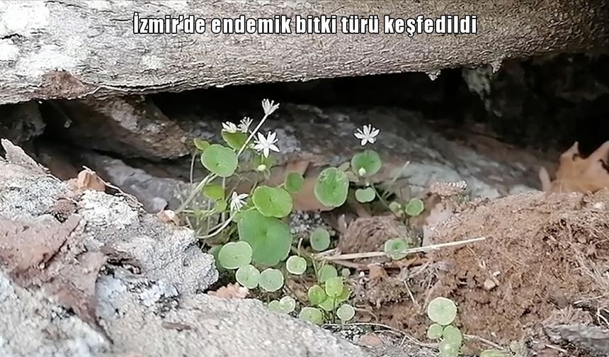 İzmir'de endemik bitki türü keşfedildi