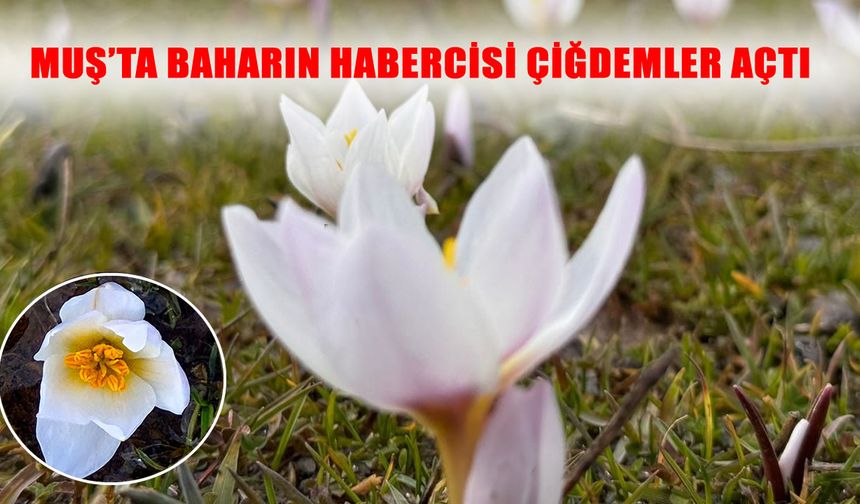 Muş Ovası'nda bahar manzarası: Çiğdem çiçekleri açtı