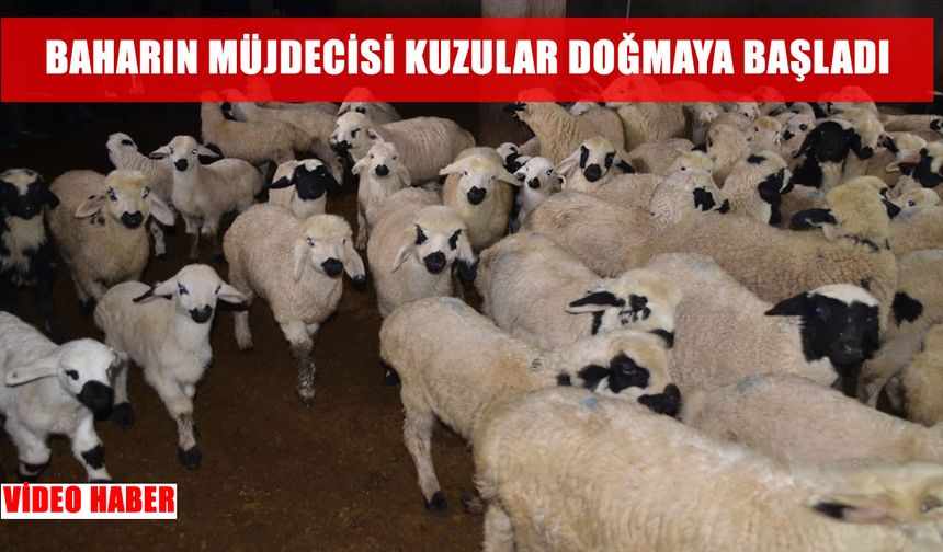 Muş’ta kuzu doğumları başladı, yetiştiriciler yoğun mesaiye girdi
