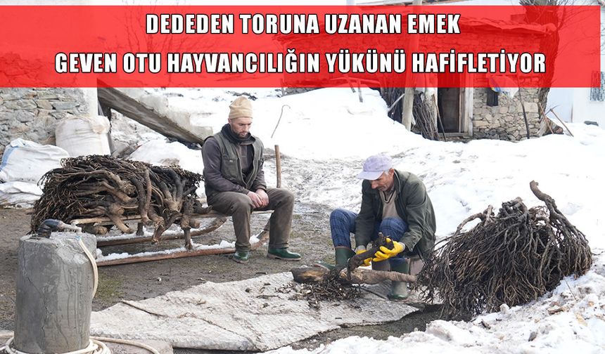 Muş’ta besiciler asırlık geven otu geleneğini yaşatıyor