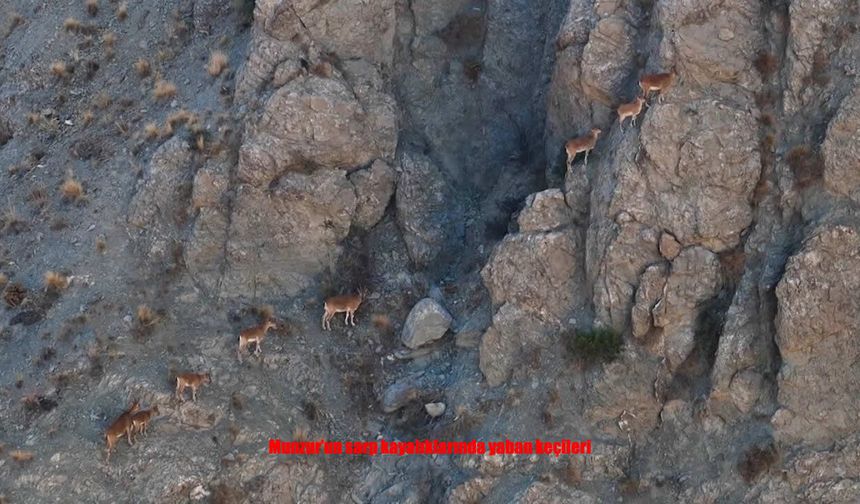Munzur’un sarp kayalıklarında yaban keçileri görüntülendi