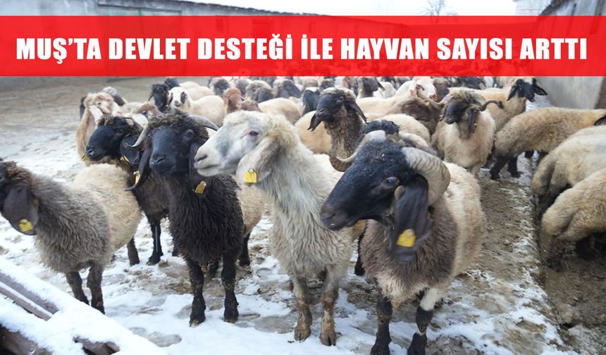 Muş'ta küçükbaş hayvan sayısı 1 milyonu geçti