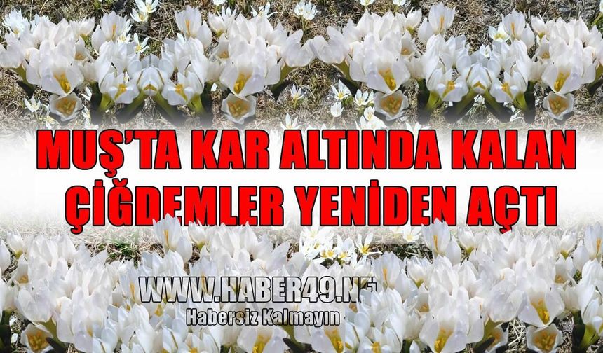 Muş’ta çiğdemler çiçek açtı