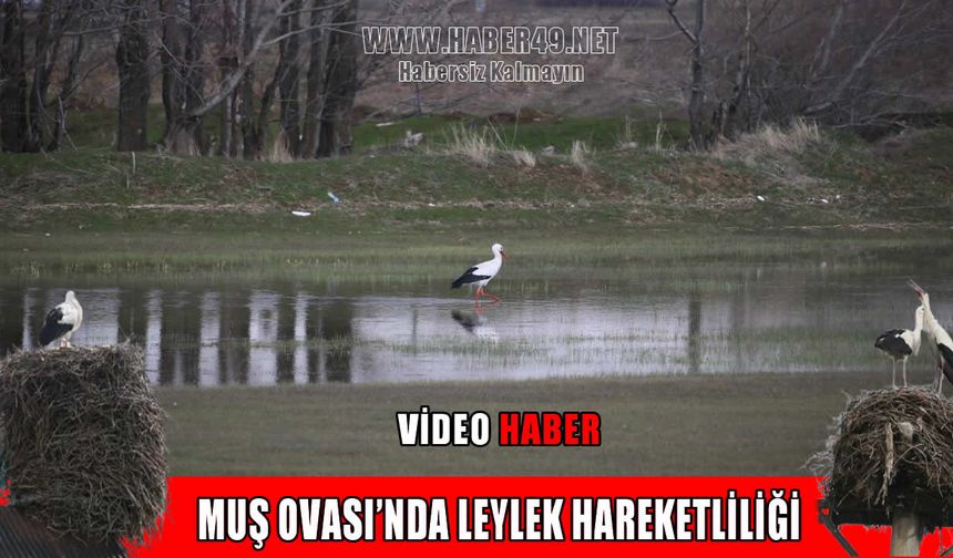 Baharın müjdecisi leylekler Muş Ovası’na döndü