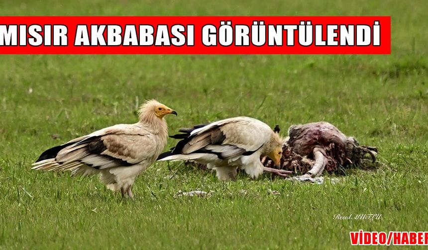 ‘Doğanın çöpçüsü’ Muş’ta görüntülendi