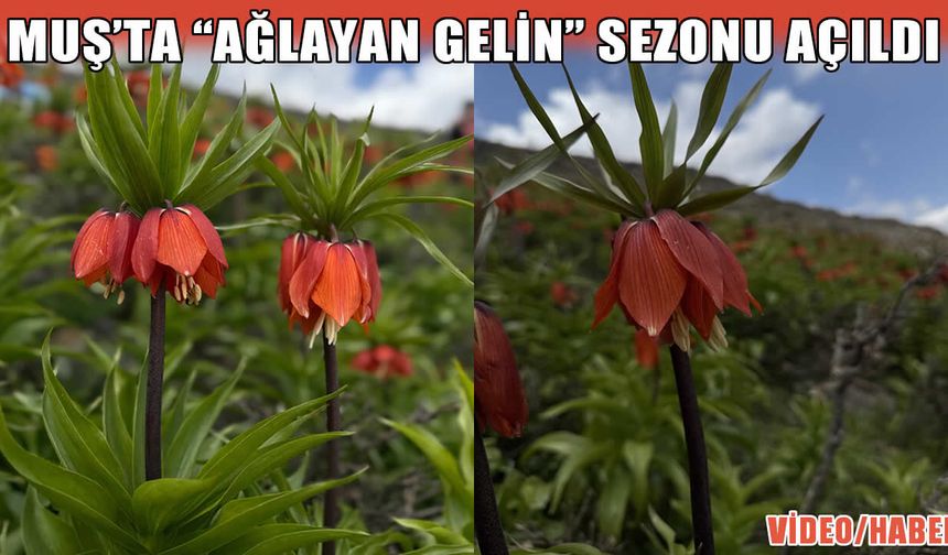 Muş’ta ters laleler görsel şölen sunuyor