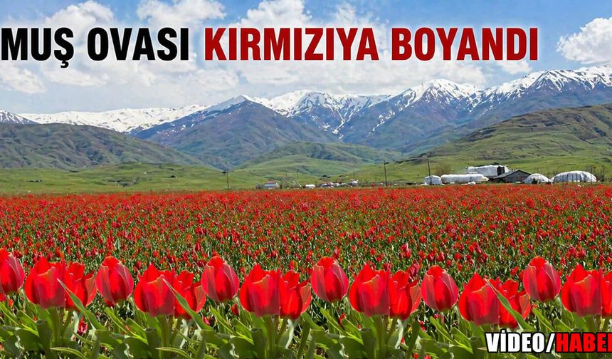 Muş Ovası’nda kırmızıya büründü: Tescilli endemik şölen başladı