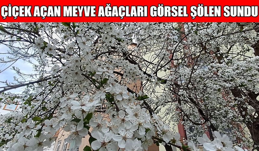 Muş’ta görsel şölen: Meyve ağaçları çiçek açtı