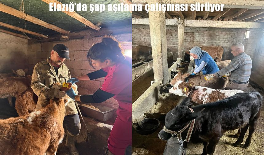 Elazığ genelinde şap aşılama çalışmaları hız kesmiyor