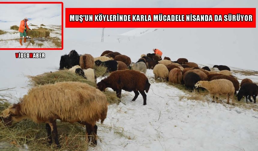 Muş’ta kış bitmedi: “Bu gidişle yazı mayıs ortasında ancak görürüz”