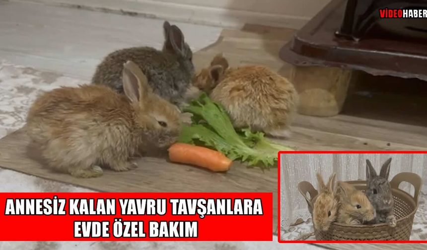 Muş’ta annesiz kalan tavşanları evinde besliyor