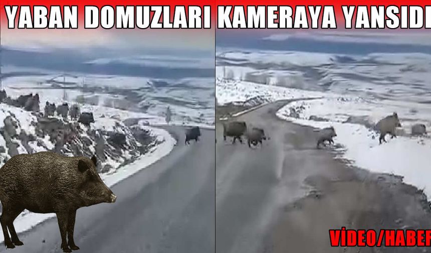 Varto’da yol kenarında domuz sürüsü görüntülendi