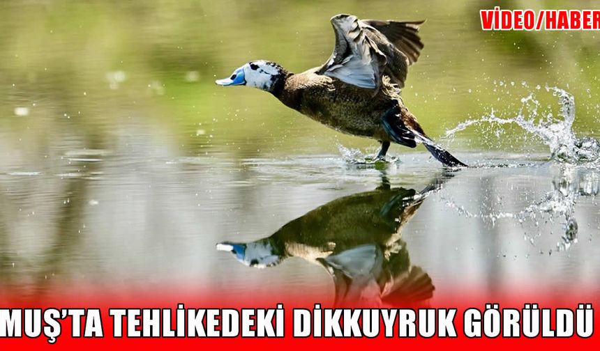 Muş'ta nesli tehlike altındaki ‘Dikkuyruk’ görüntülendi