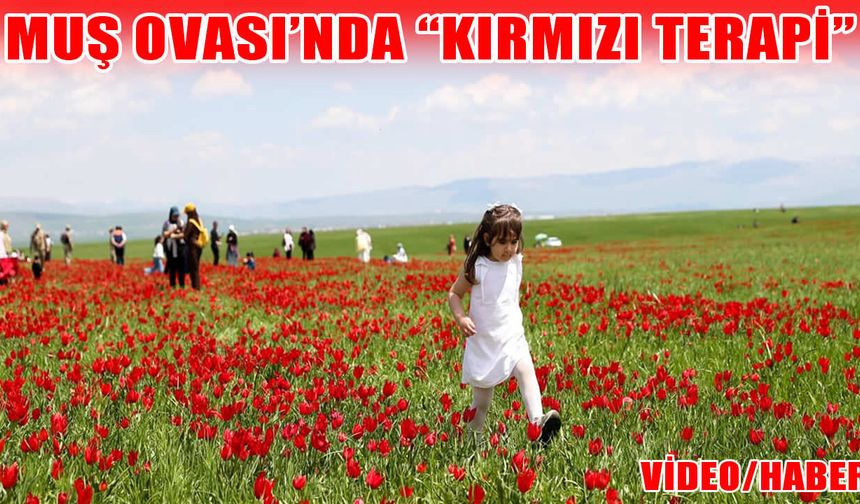 Muş Ovası'ndan kartpostallık görüntüler!
