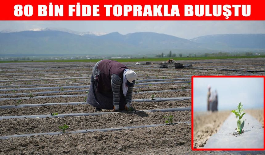 Muş’un aromatik karpuzunda sezonun ilk fideleri dikildi