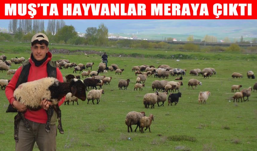 Muş Ovası’nda sürüler meralara indi